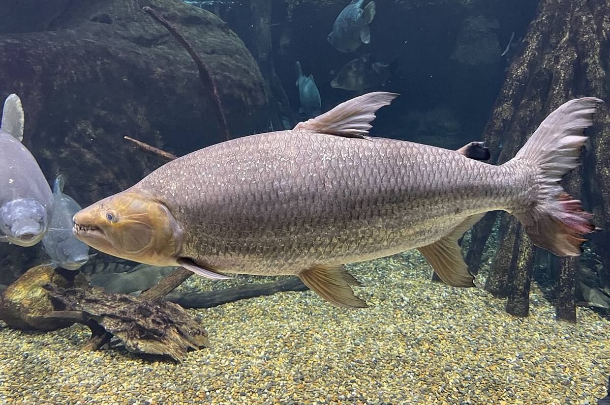 goliath tigerfish