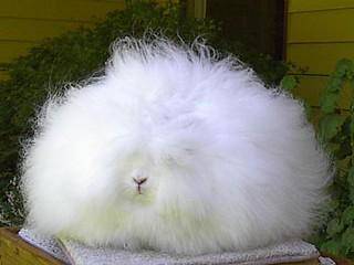 hewan imut yang buas