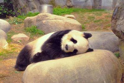 hewan imut yang buas