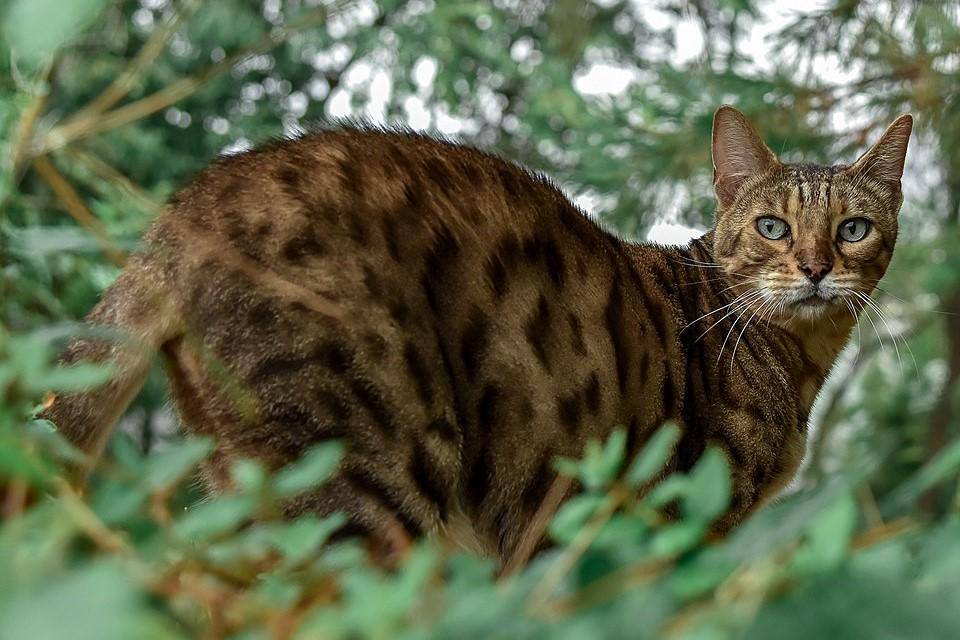 potret kucing bengal (commons.wikimedia.org/Wesam Saka)