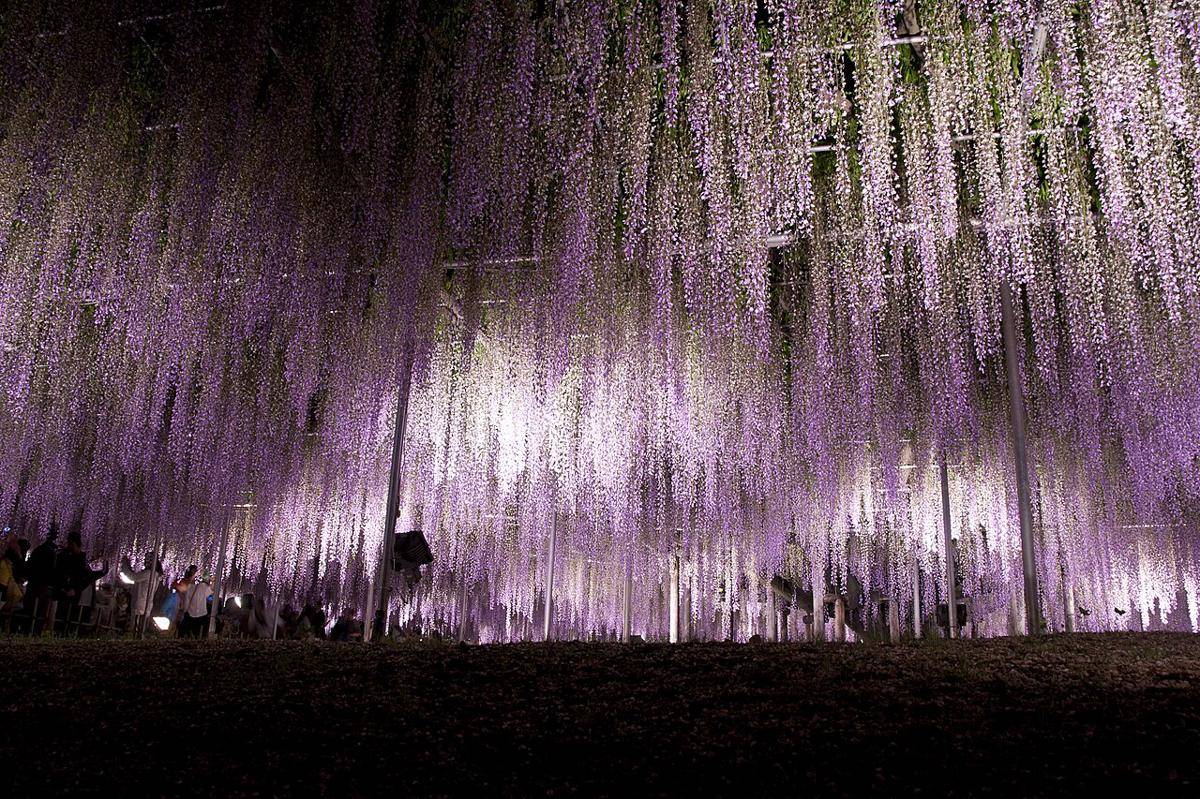 Ashikaga Flower Park
