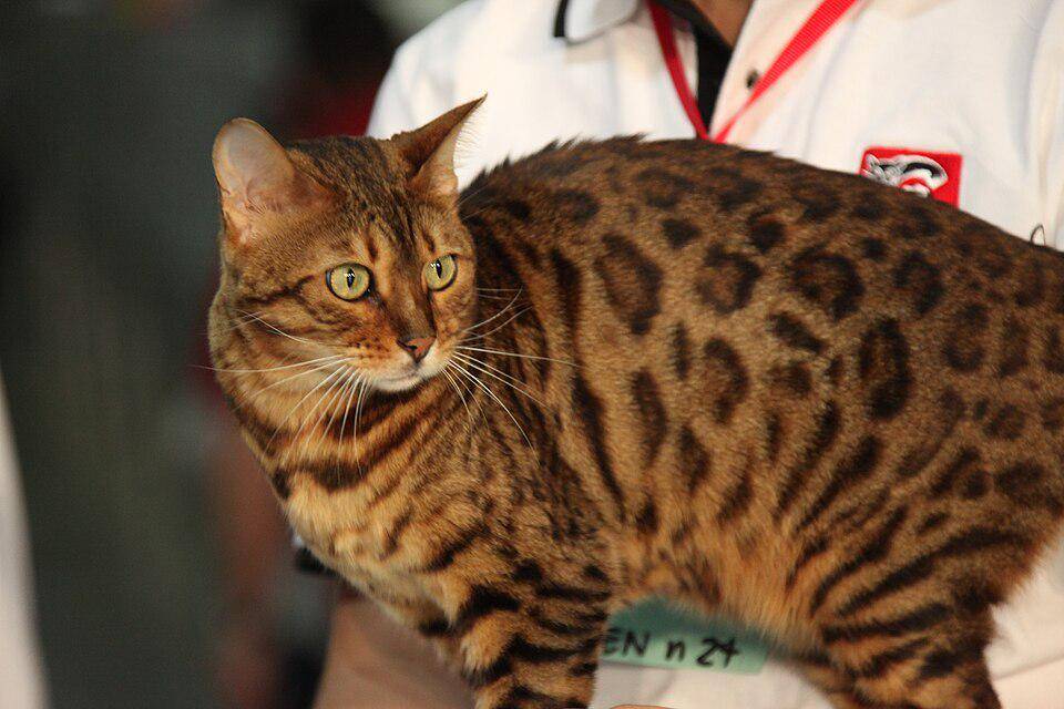potret kucing bengal (commons.wikimedia.org/Pieter Lanser)