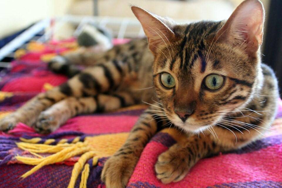 potret kucing bengal (commons.wikimedia.org/GeorgHH)