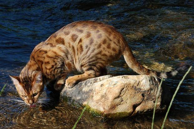 potret kucing bengal (commons.wikimedia.org/roberto shabs)