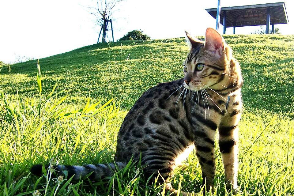 potret kucing bengal (commons.wikimedia.org/CATCREST)