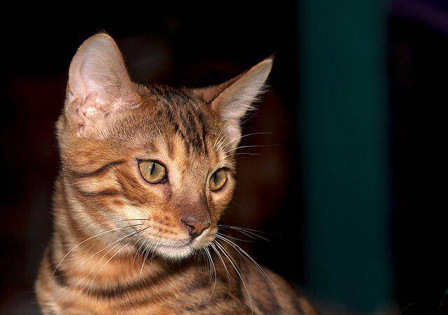 potret kucing bengal (commons.wikimedia.org/Nickolas Titkov)