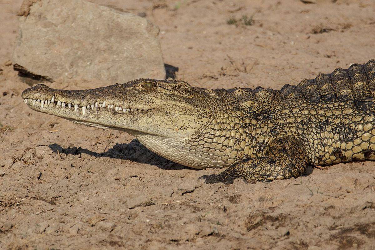 buaya