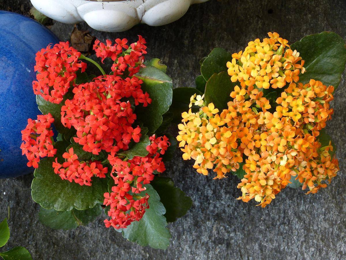 ilustrasi tanaman kalanchoe (pixabay.com/Hans)