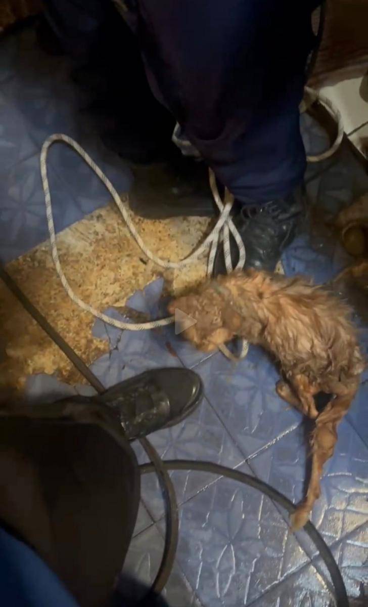 Kucing Persia yang diselamatkan oleh Damkarmat Bandar Lampung. (IDN Times/Damkarmat Bandar Lampung)