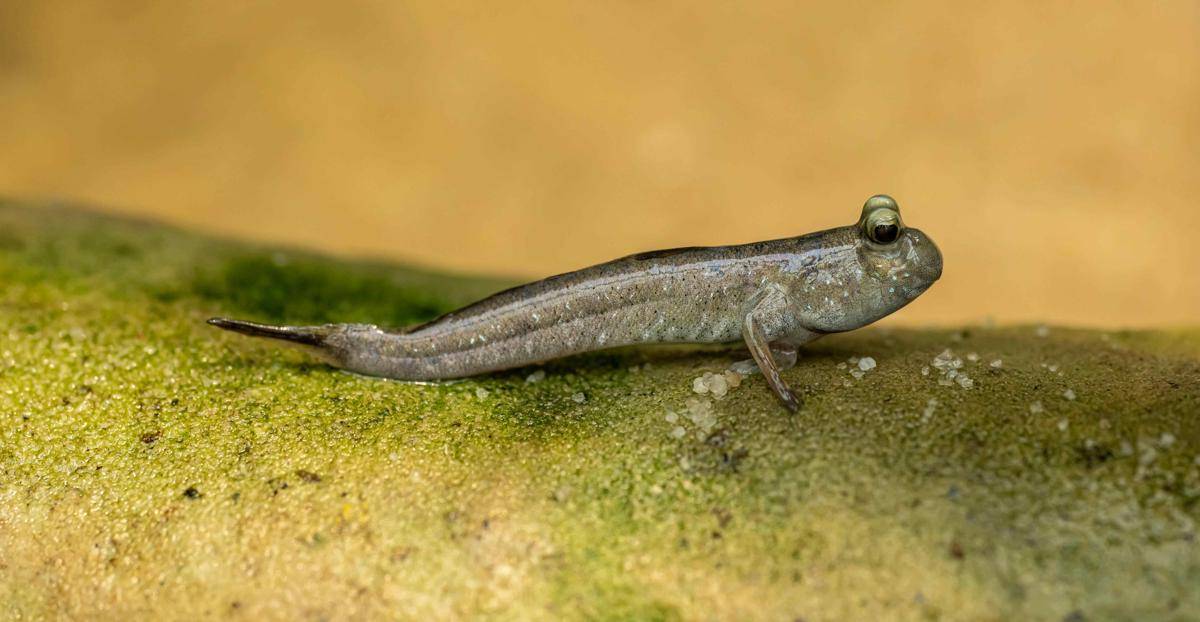 Ikan mudskipper