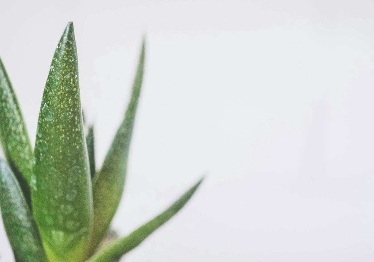ilustrasi aloe vera (pexels.com/Jessica Lewis)