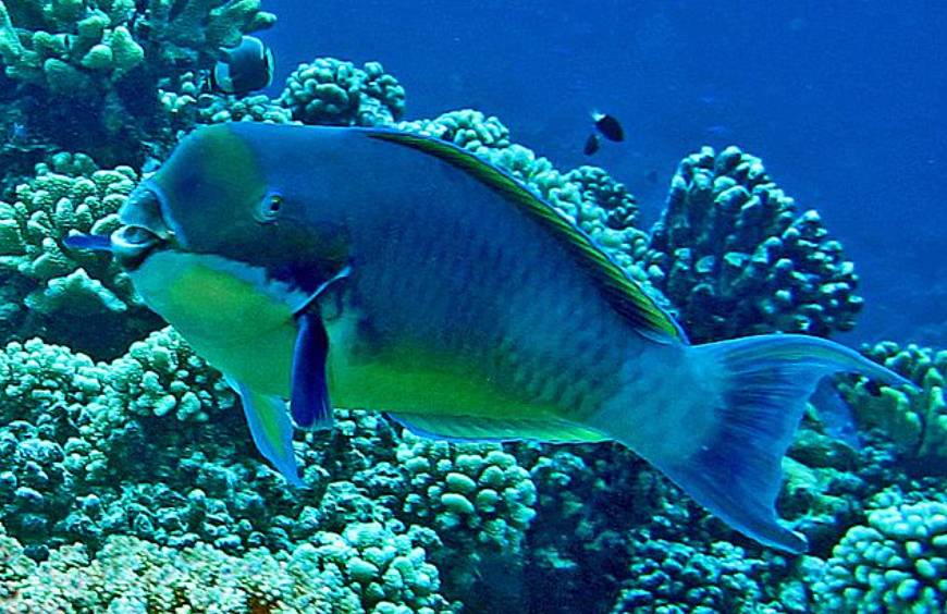 Ikan Kakatua