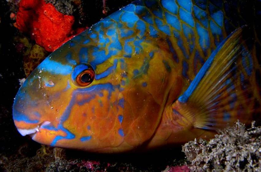 Ikan Kakatua
