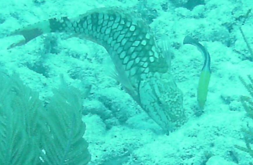 Ikan Kakatua