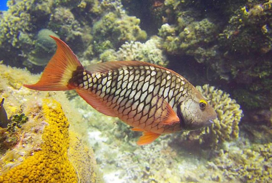 Ikan Kakatua