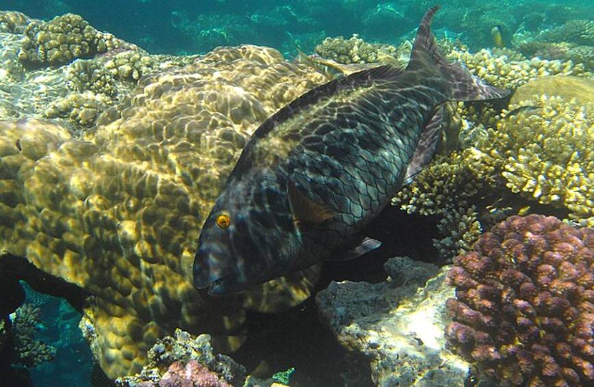 Ikan Kakatua