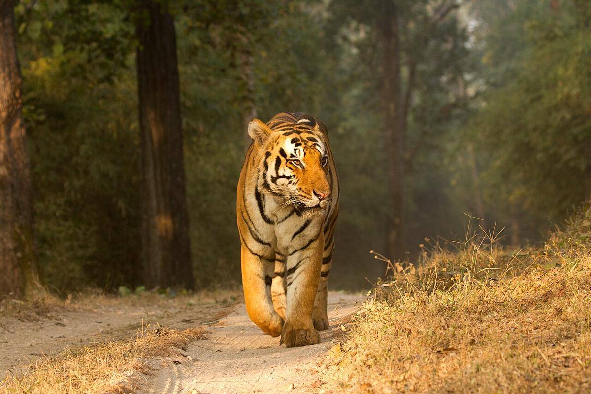 harimau (commons.wikimedia.org/David V Raju)