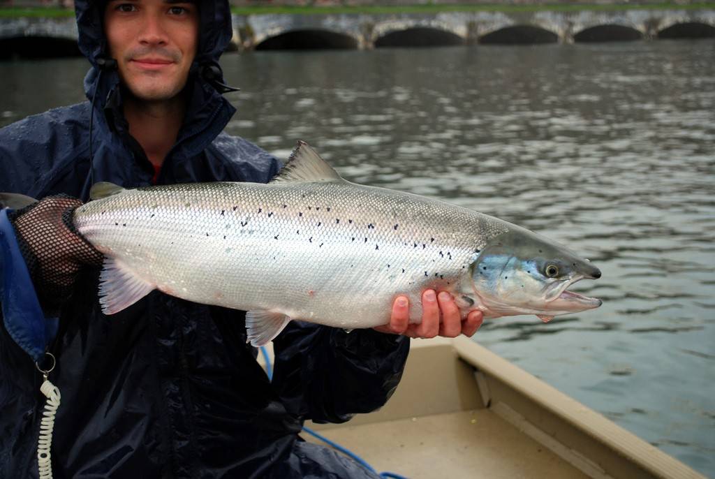 Salmon Atlantik