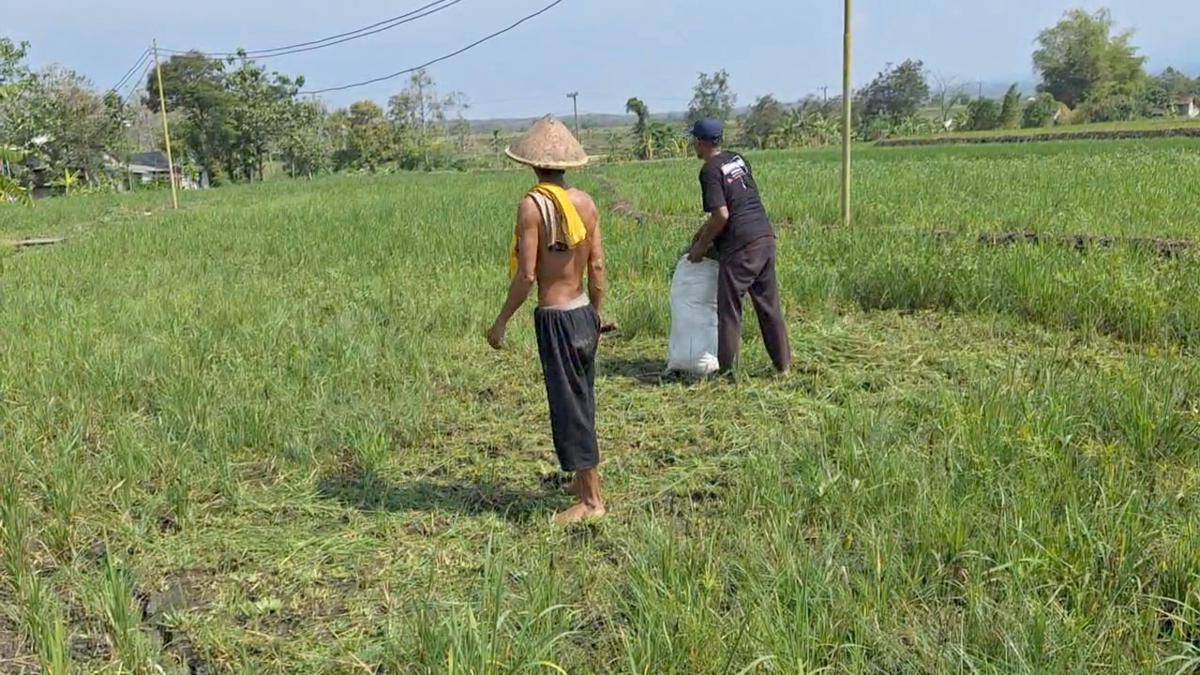 Ratusan hektar tanaman padi petani Desa Patalan, Kecamatan diserang hama tikus dan sundep.. IDN Times/ Riyan.