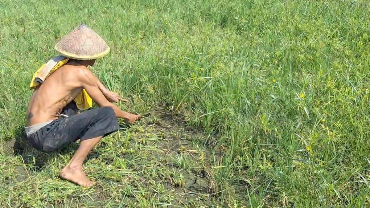 Ratusan hektar tanaman padi petani Desa Patalan, Kecamatan diserang hama tikus dan sundep.. IDN Times/ Riyan.