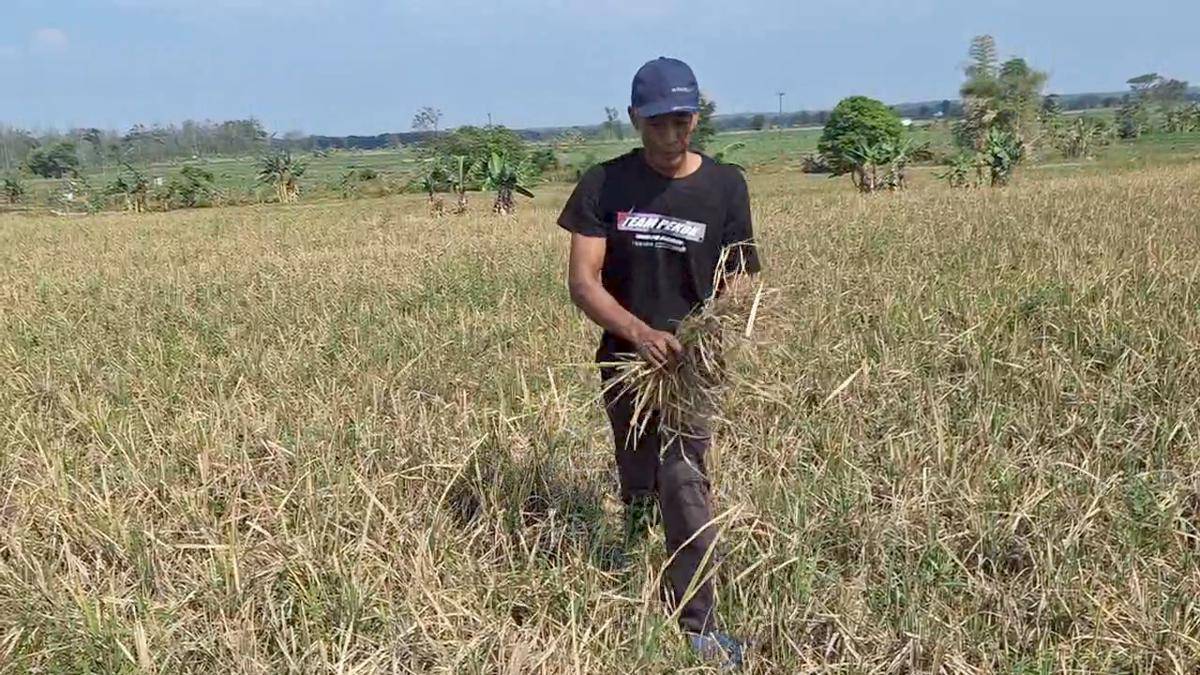 Ratusan hektar tanaman padi petani Desa Patalan, Kecamatan diserang hama tikus dan sundep.. IDN Times/ Riyan.