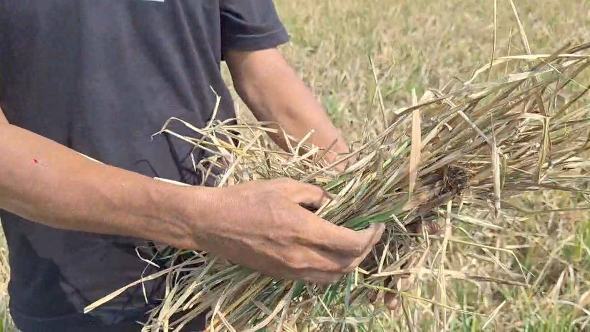 Ratusan hektar tanaman padi petani Desa Patalan, Kecamatan diserang hama tikus dan sundep.. IDN Times/ Riyan.