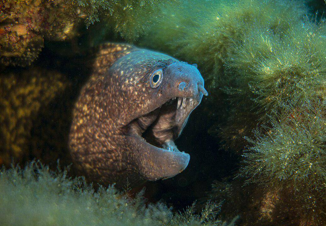 Belut Moray