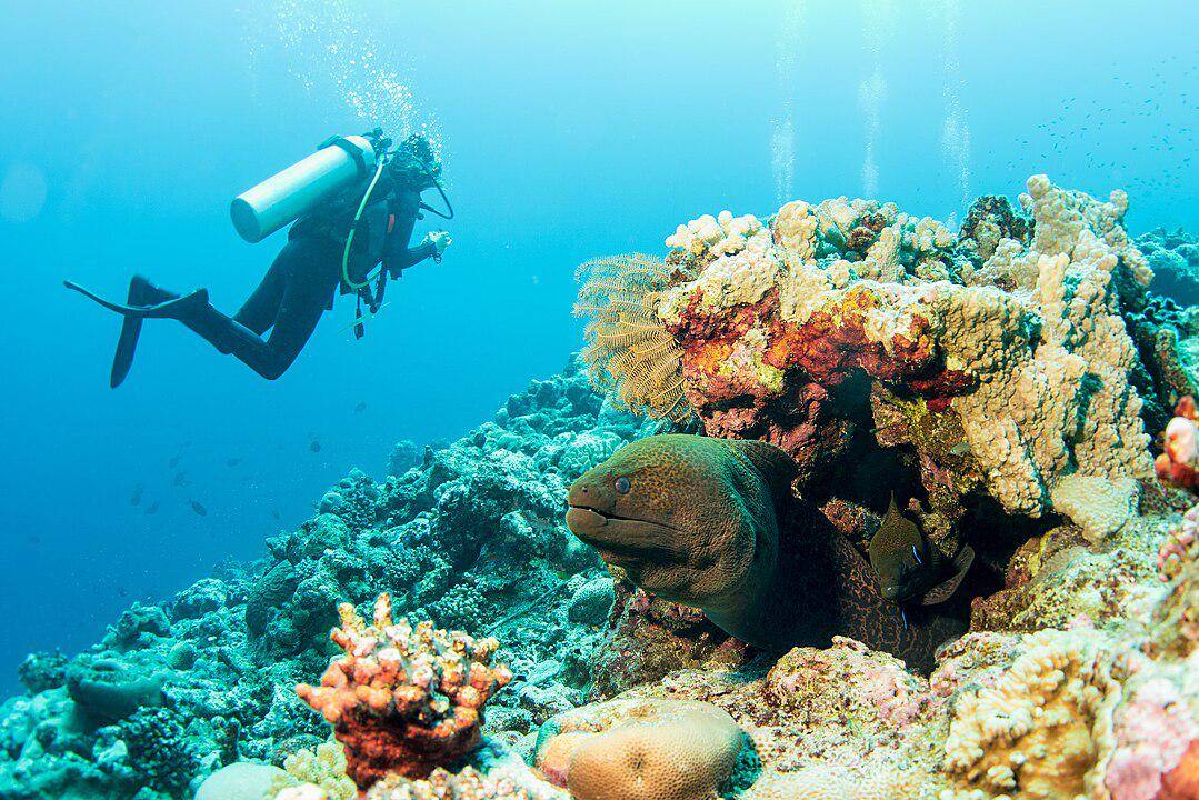 Belut Moray