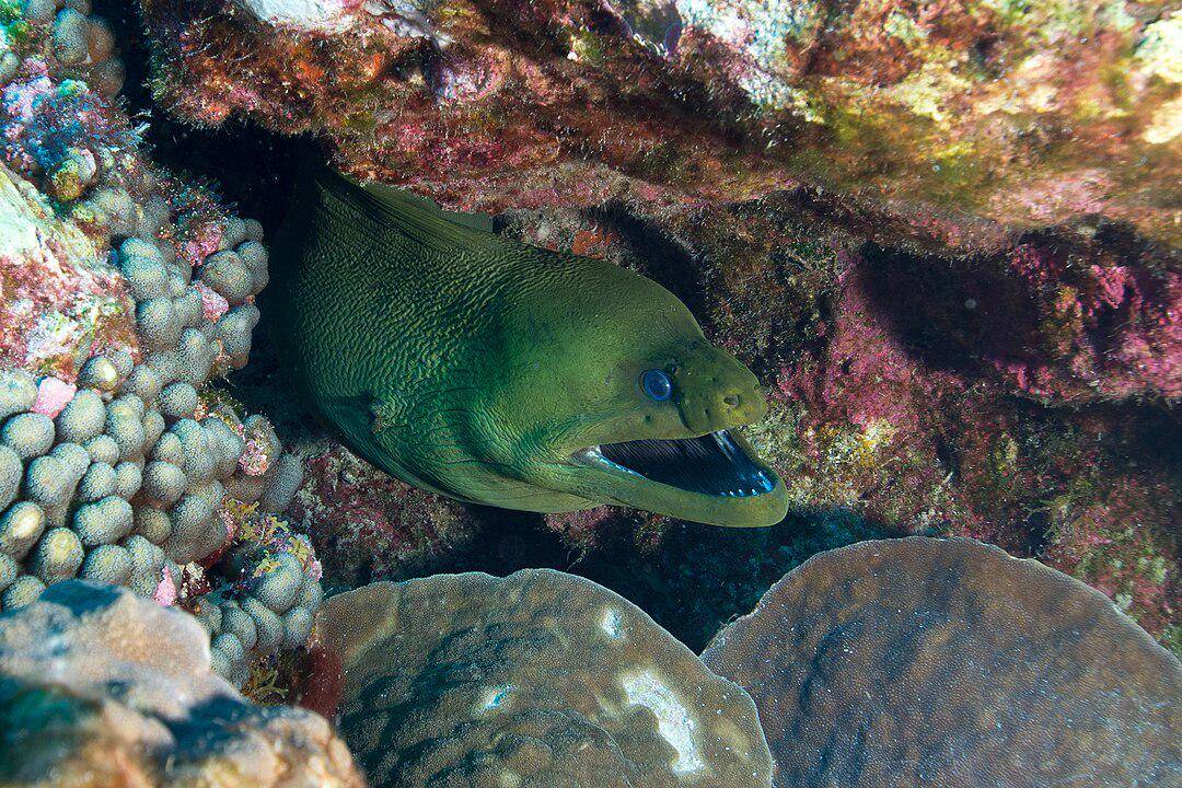 Belut Moray