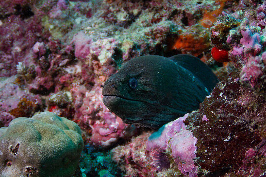 Belut Moray