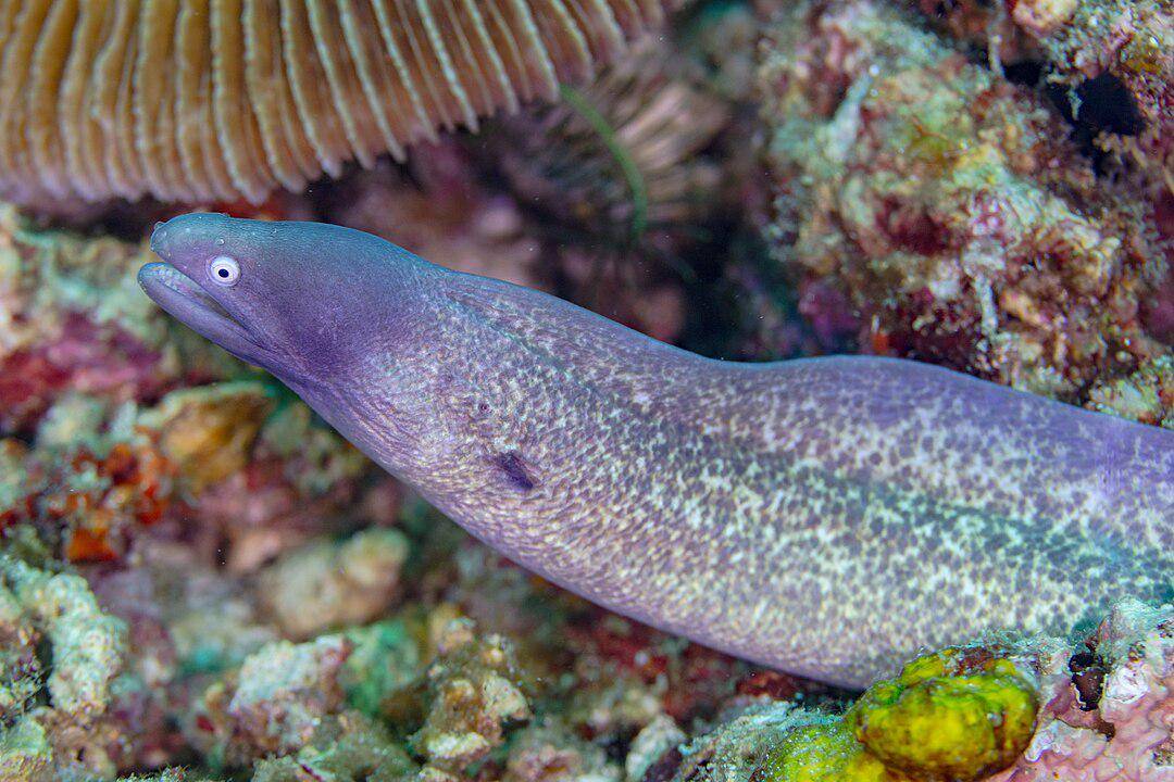 Belut Moray