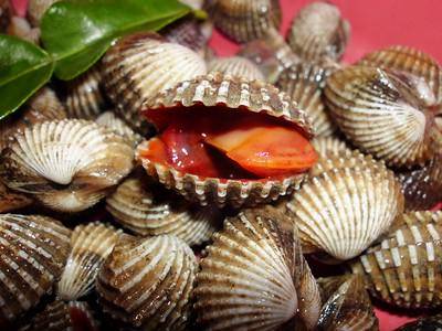 Hewan Laut Beracun