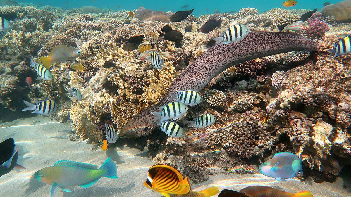 Belut Moray