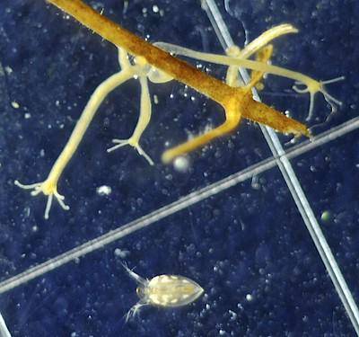 hydra