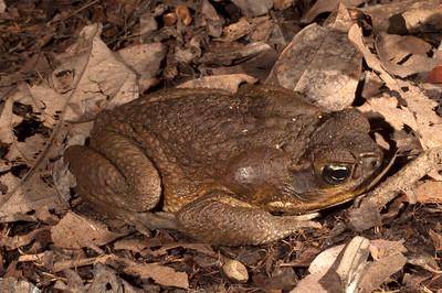 katak tebu