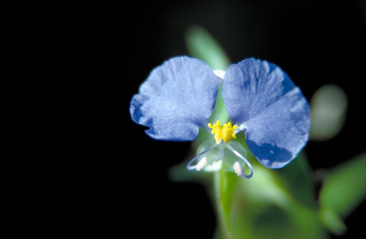 Bunga Commelina Communis