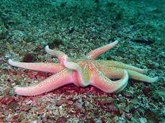 Hewan Laut Beracun