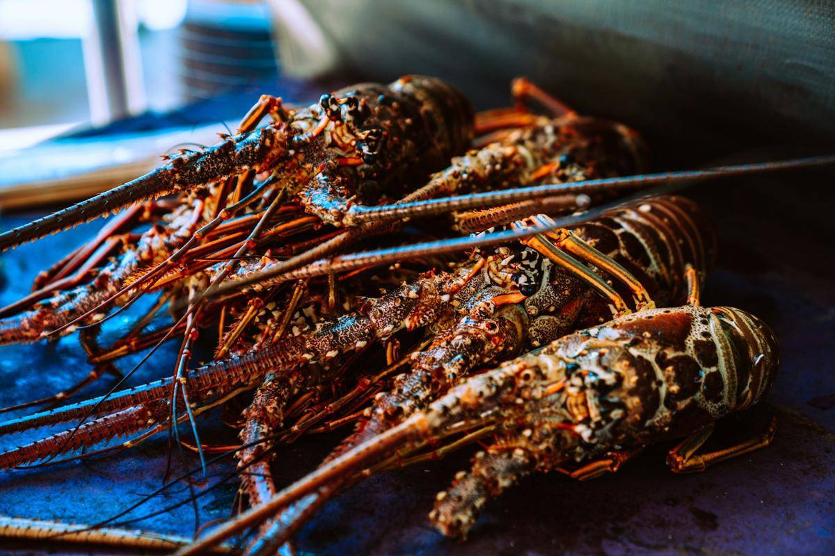 gambar lobster yang baru ditangkap (unsplash.com/Meritt Thomas)