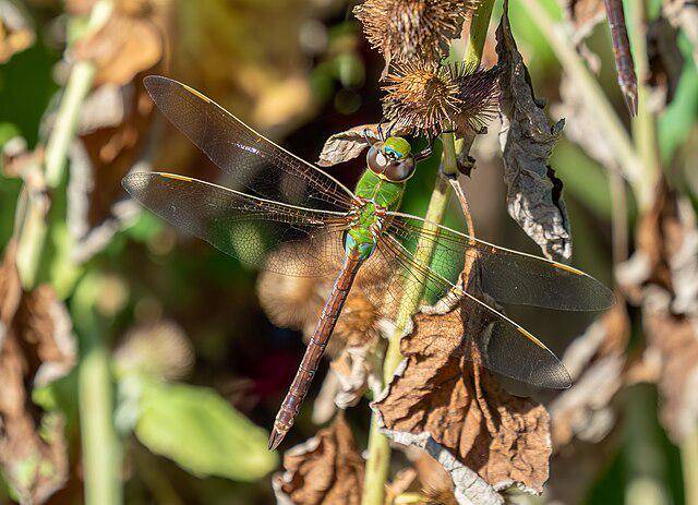 Common Green Darner