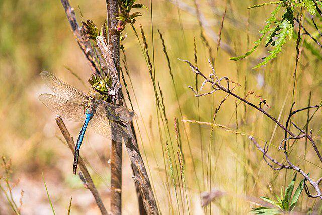Common Green Darner