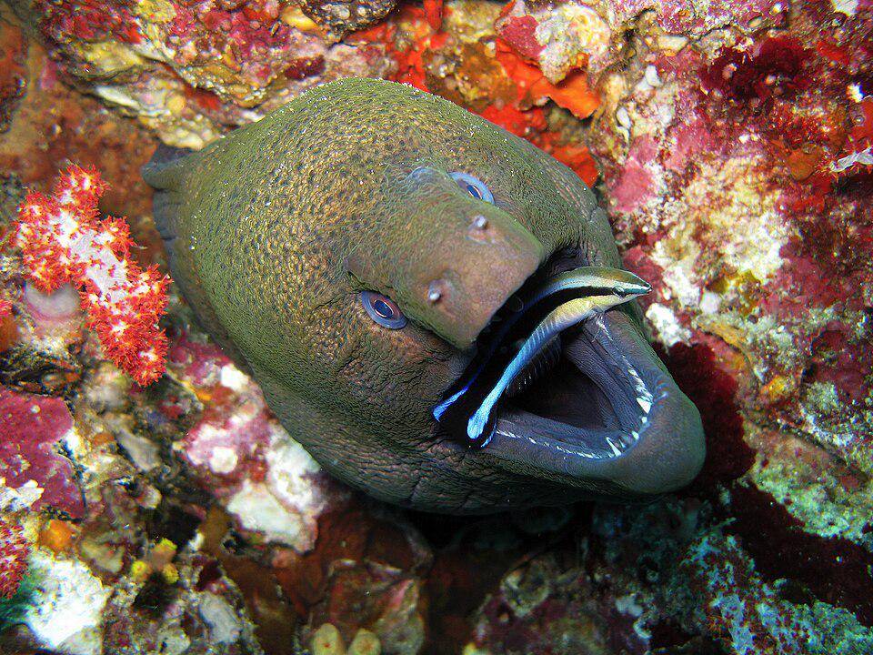 Belut Moray