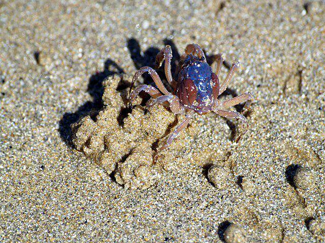 Kepiting