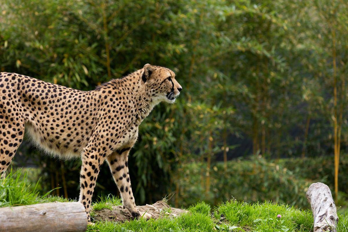 cheetah