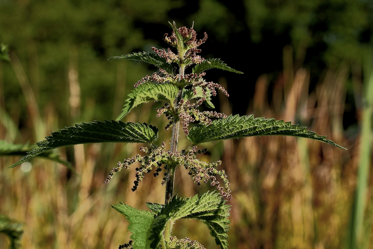 jancukan (commons.wikimedia.org/Dominicus Johannes Bergsma)