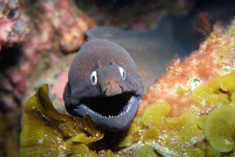 Belut Moray