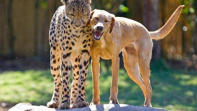 cheetah dan anjing