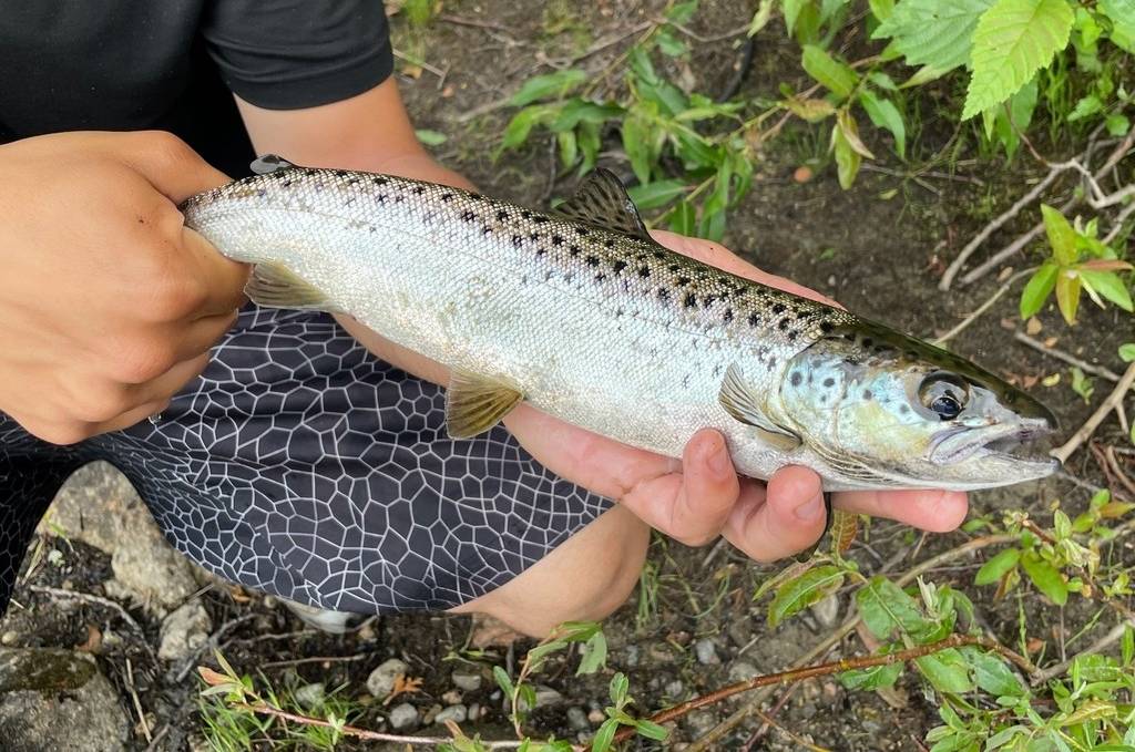 Salmon Atlantik