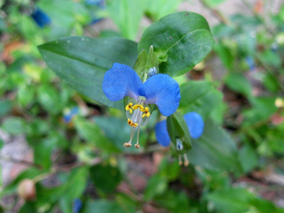 Bunga Commelina Communis