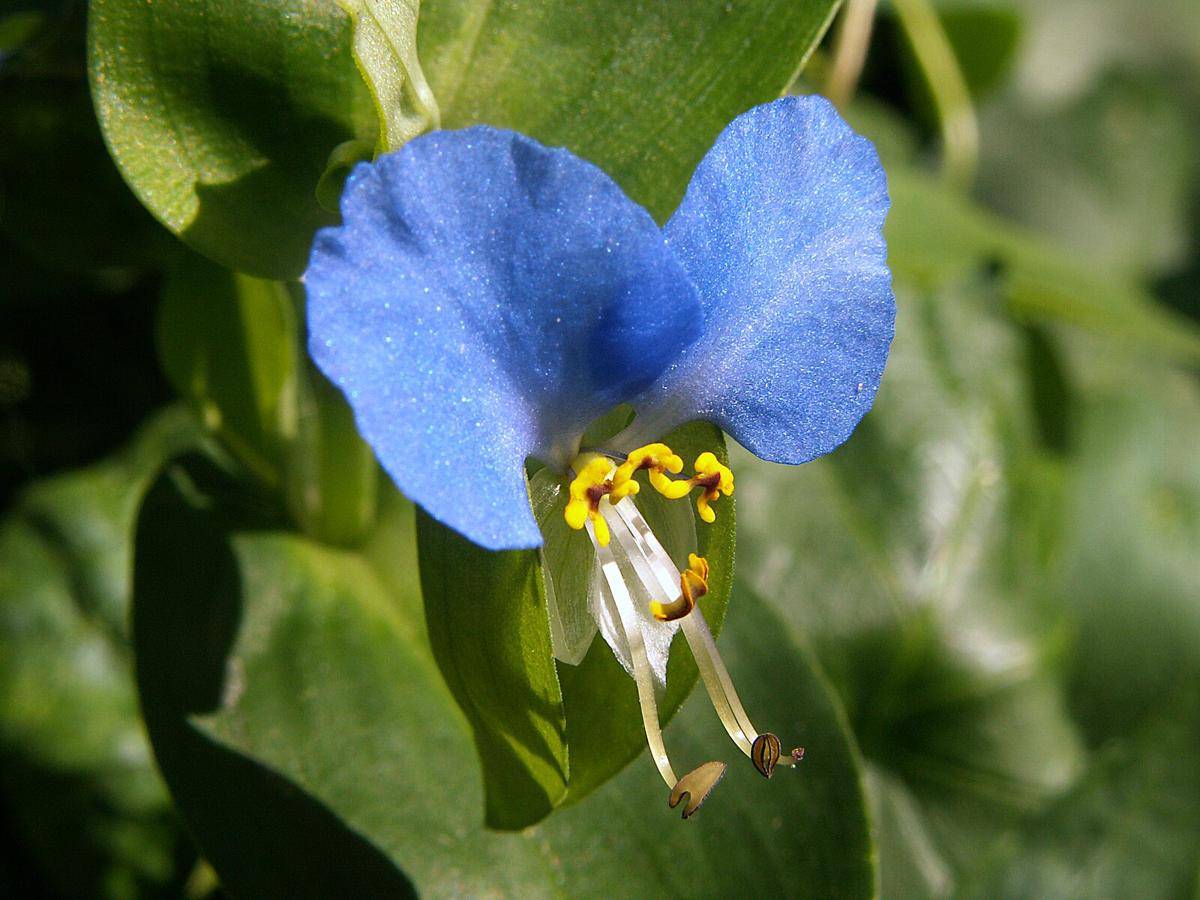 Bunga Commelina Communis