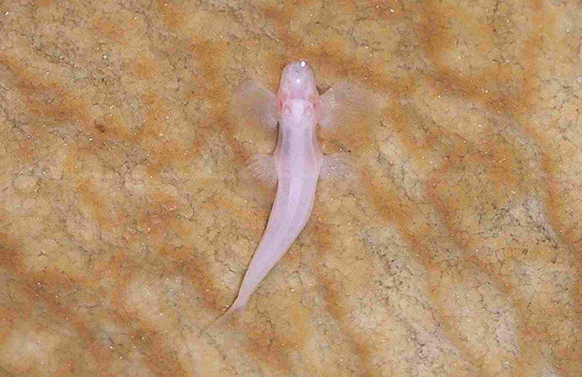 ikan gua buta